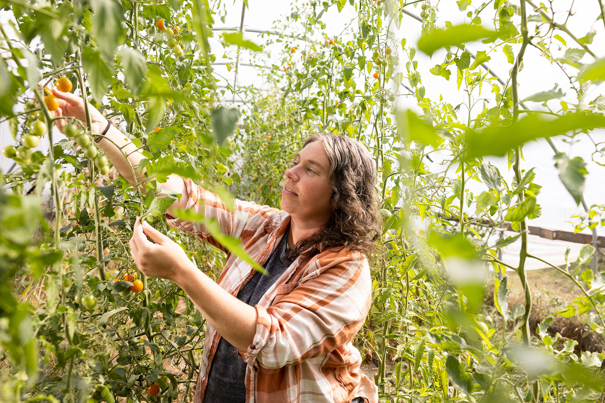farm manager harvesting peppers