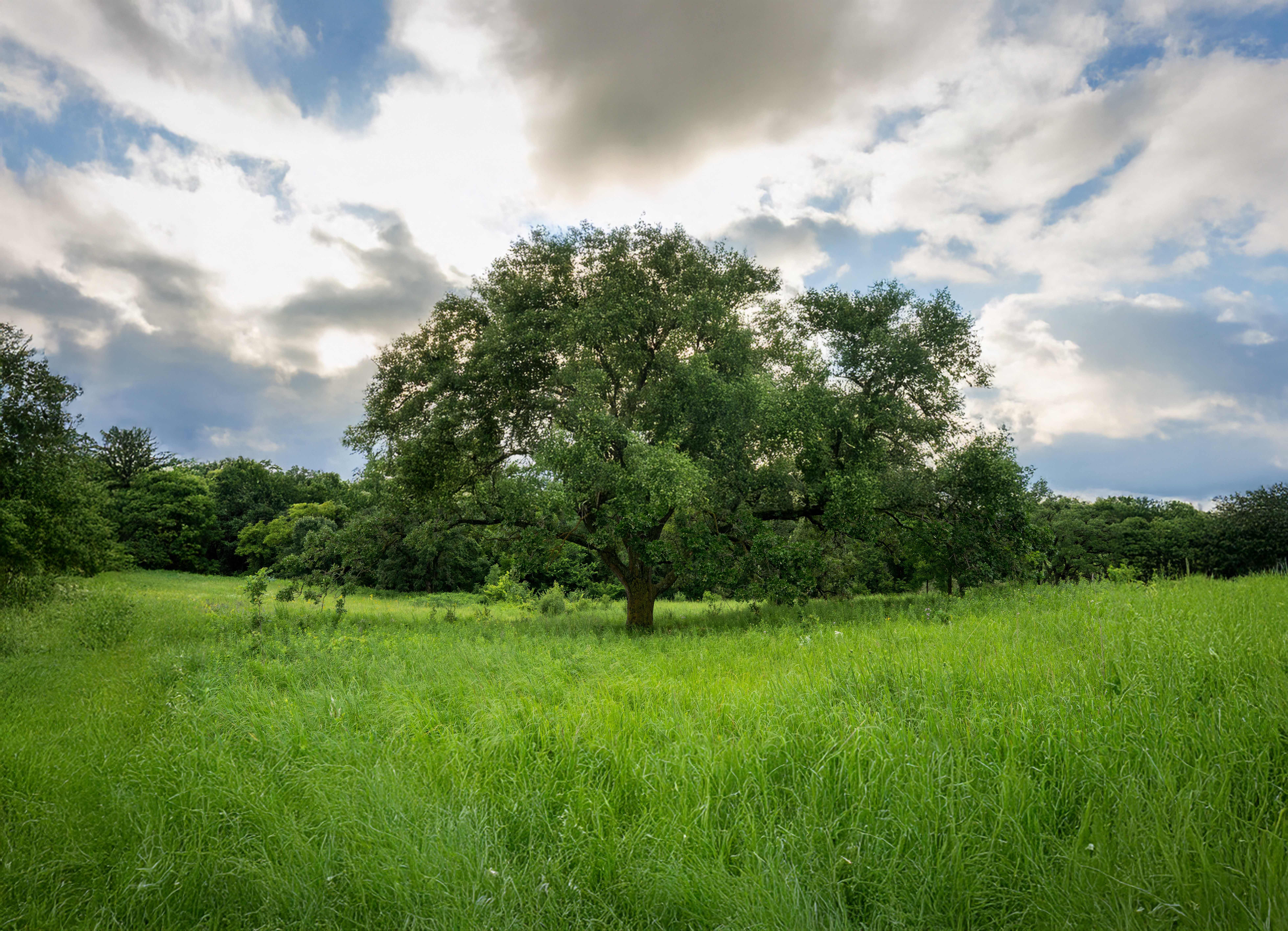 Bur oak in Carleton's Arb