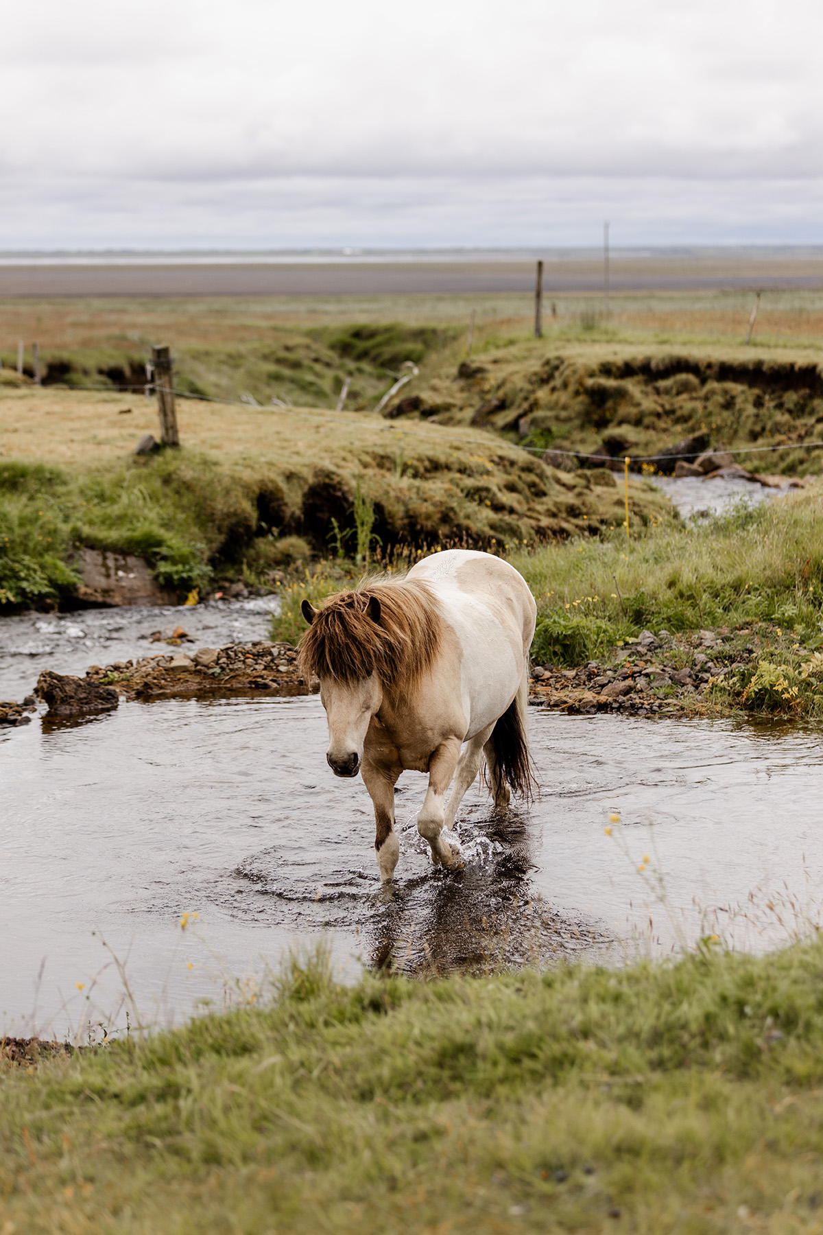 Icelandic horse walking through water