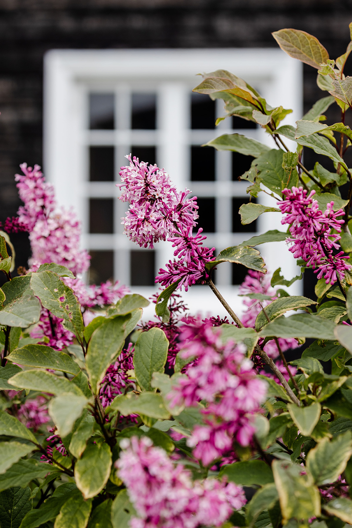 lilacs against clapboard building