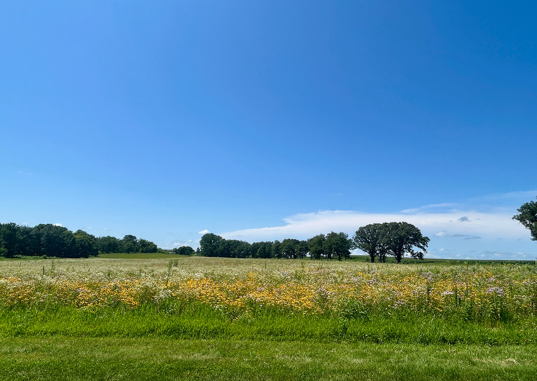 Field with flowers