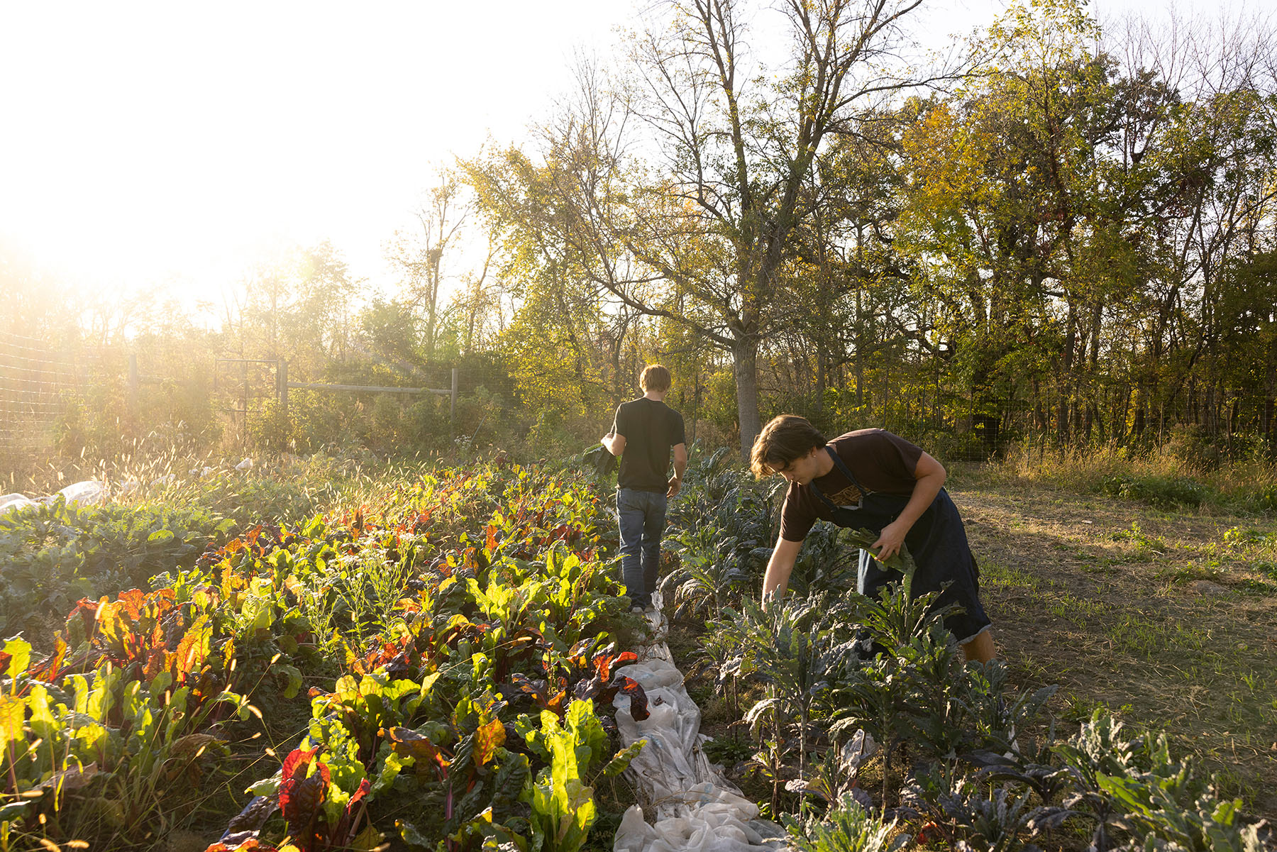 students harvesting vegetables from student farm