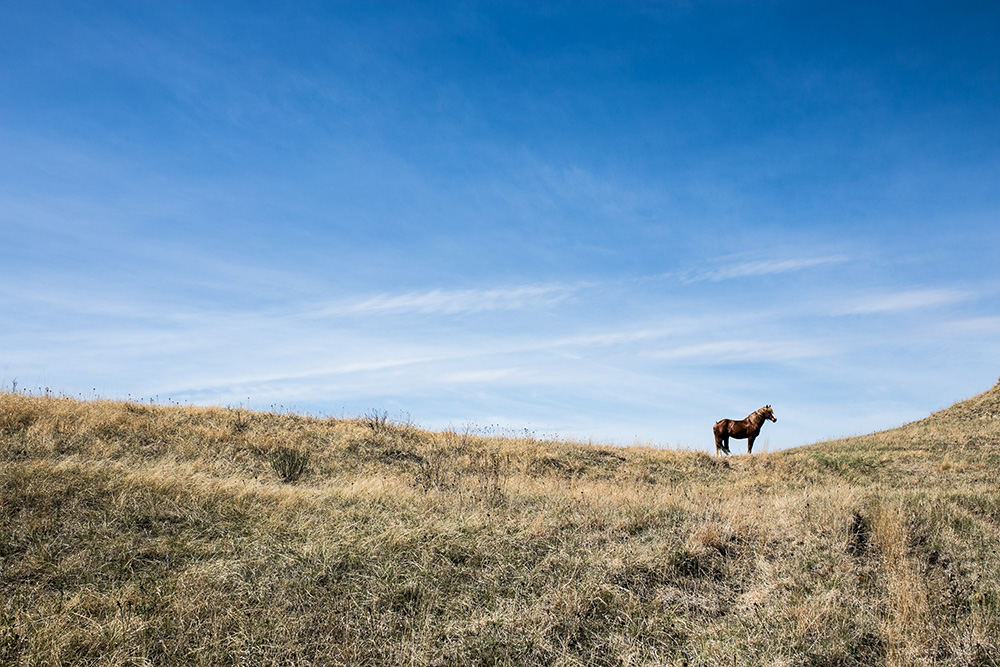 horse on a ridge line